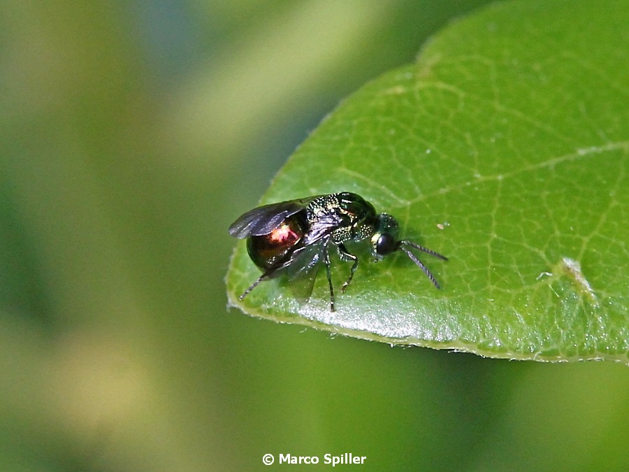 Chrysididae: Pseudomalus auratus ?... no, Omalus aeneus